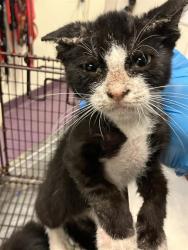 Shelter Stray Male Cat last seen Near BLK 21ST ST, LONG BEACH, CA 90806, 7700 E Spring St, Long Beach, CA 90815, USA