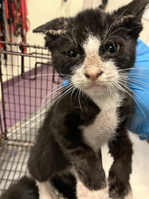 Shelter Stray Male Cat last seen Near BLK 21ST ST, LONG BEACH, CA 90806, 7700 E Spring St, Long Beach, CA 90815, USA
