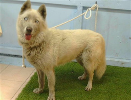 Shelter Stray Female Dog last seen , 216 W Victoria St, Gardena, CA 90248, USA