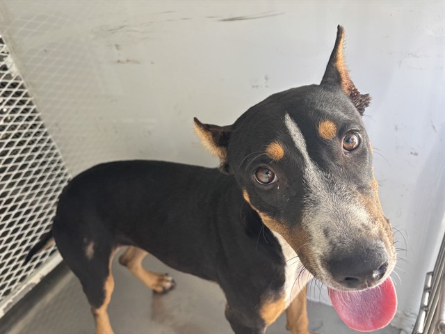 Shelter Stray Female Dog last seen Near BLOCK KERN CANYON RD, BAKERSFIELD CA 93306, 3951 Fruitvale Ave, Bakersfield, CA 93308, USA