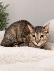 Shelter Stray Female Cat last seen , 38550 Sierra Hwy, Palmdale, CA 93550, USA