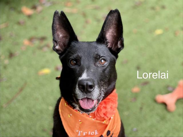 Shelter Stray Female Dog last seen MINT HILL, 8315 Byrum Dr, Charlotte, NC 28217, USA
