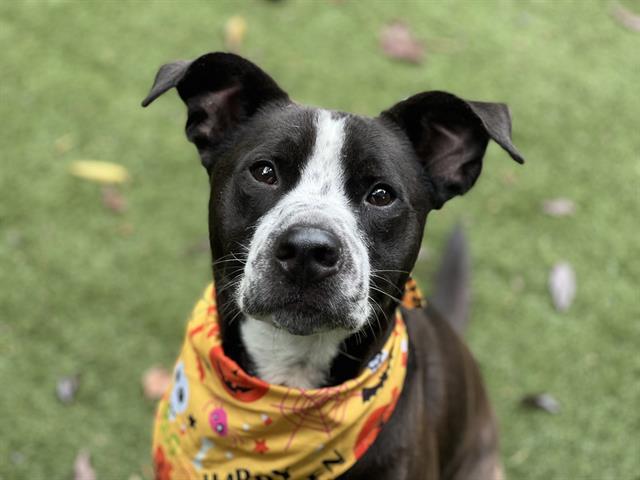 Shelter Stray Male Dog last seen CHARLOTTE, 8315 Byrum Dr, Charlotte, NC 28217, USA