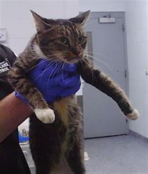 Shelter Stray Unknown Cat last seen CHARLOTTE, 8315 Byrum Dr, Charlotte, NC 28217, USA