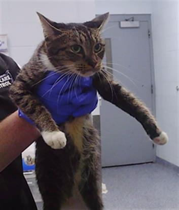 Shelter Stray Unknown Cat last seen CHARLOTTE, 8315 Byrum Dr, Charlotte, NC 28217, USA