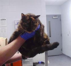 Shelter Stray Unknown Cat last seen CHARLOTTE, 8315 Byrum Dr, Charlotte, NC 28217, USA