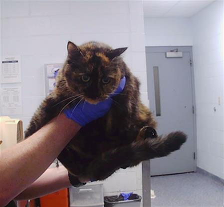 Shelter Stray Unknown Cat last seen CHARLOTTE, 8315 Byrum Dr, Charlotte, NC 28217, USA