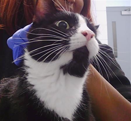 Shelter Stray Unknown Cat last seen CHARLOTTE, 8315 Byrum Dr, Charlotte, NC 28217, USA