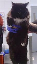Shelter Stray Unknown Cat last seen CHARLOTTE, 8315 Byrum Dr, Charlotte, NC 28217, USA