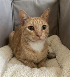 Shelter Stray Male Cat last seen , 957 N Gaffey St, San Pedro, CA 90731, USA