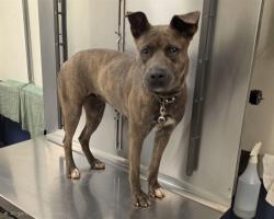 Shelter Stray Female Dog last seen Near BLOCK NW 81ST ST, 3599 NW 79th Ave, Doral, FL 33122, USA