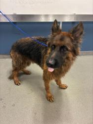 Shelter Stray Male Dog last seen Near BLOCK SW 122ND ST,, 3599 NW 79th Ave, Doral, FL 33122, USA