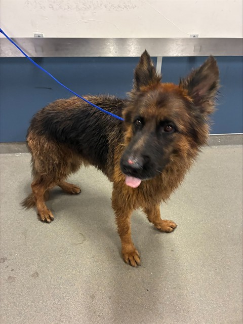 Shelter Stray Male Dog last seen Near BLOCK SW 122ND ST,, 3599 NW 79th Ave, Doral, FL 33122, USA