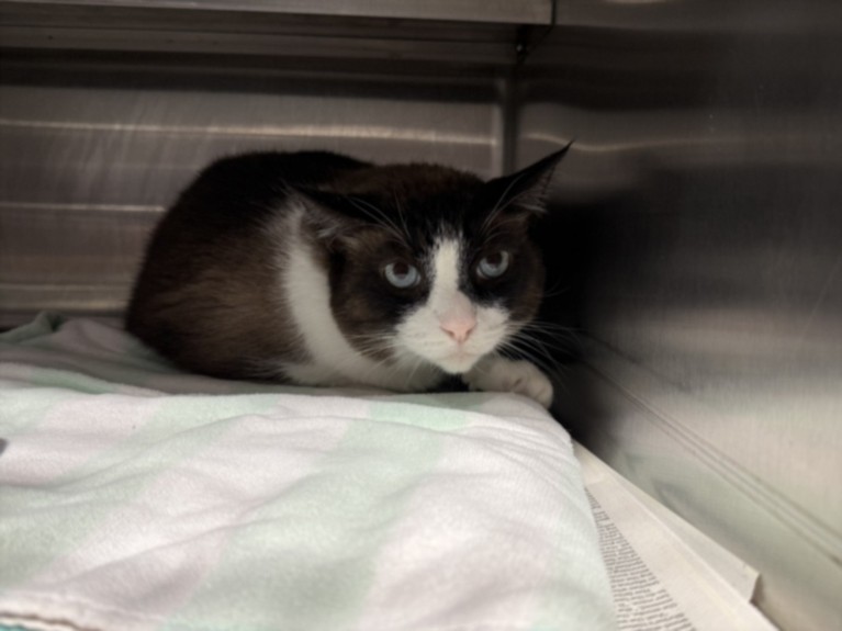 Shelter Stray Male Cat last seen , West Valley Animal Shelter, 20655 Plummer St, Chatsworth, CA 91311, USA