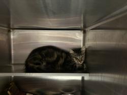 Shelter Stray Male Cat last seen , West Valley Animal Shelter, 20655 Plummer St, Chatsworth, CA 91311, USA