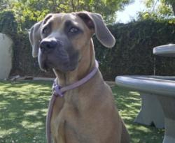 Shelter Stray Female Dog last seen , West Valley Animal Shelter, 20655 Plummer St, Chatsworth, CA 91311, USA