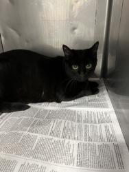 Shelter Stray Female Cat last seen , West Valley Animal Shelter, 20655 Plummer St, Chatsworth, CA 91311, USA