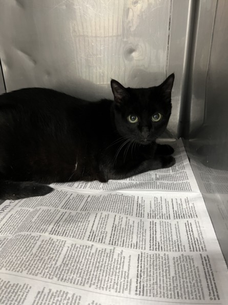 Shelter Stray Female Cat last seen , West Valley Animal Shelter, 20655 Plummer St, Chatsworth, CA 91311, USA