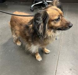 Shelter Stray Male Dog last seen , West Valley Animal Shelter, 20655 Plummer St, Chatsworth, CA 91311, USA