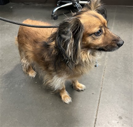 Shelter Stray Male Dog last seen , West Valley Animal Shelter, 20655 Plummer St, Chatsworth, CA 91311, USA