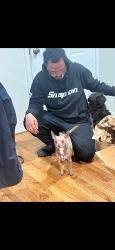 Lost Female Dog last seen 33rd Ave and Peoria st, Aurora, CO 80010