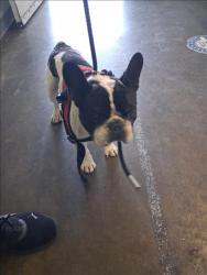 Shelter Stray Male Dog last seen , 1850 W 60th St, Los Angeles, CA 90047, USA
