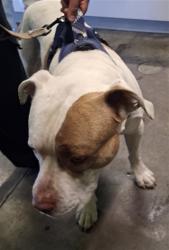 Shelter Stray Male Dog last seen , 1850 W 60th St, Los Angeles, CA 90047, USA