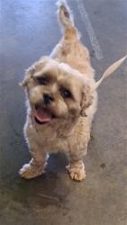 Shelter Stray Male Dog last seen , 1850 W 60th St, Los Angeles, CA 90047, USA