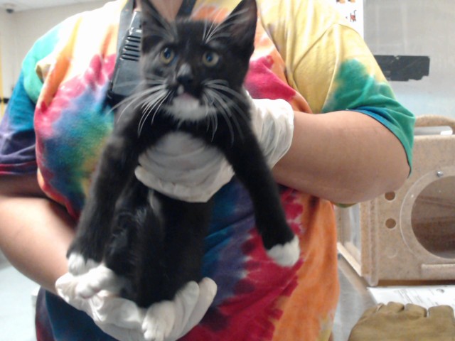 Shelter Stray Male Cat last seen Near BLOCK BAYWATER DR, FAYETTEVILLE NC 28304, 4704 Corporation Dr, Fayetteville, NC 28306, USA
