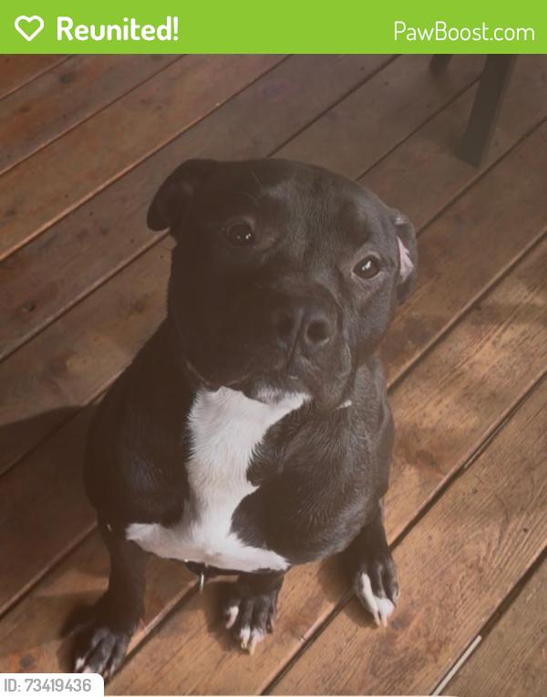 Reunited Male Dog last seen Downtown Gresham, Gresham, OR 97080