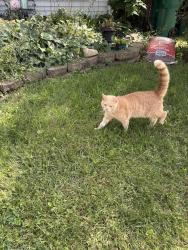 Reunited Unknown Cat last seen Oregon & Oakdale, Lakewood Falls, Plainfield, Plainfield, IL 60544