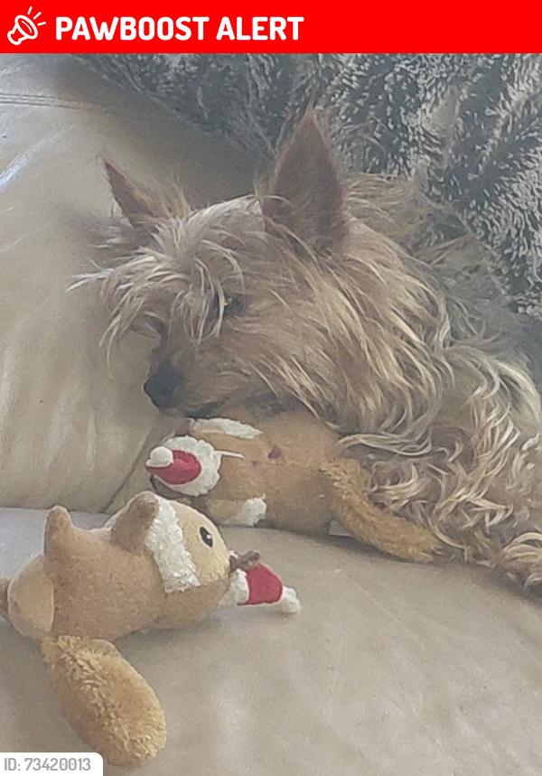 Lost Male Dog last seen Highlands at Scotland Yard community, Nelson Road, Yawn Road, Zephyrhills Colony Company, FL 33525