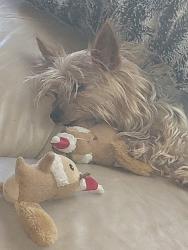 Lost Male Dog last seen Highlands at Scotland Yard community, Nelson Road, Yawn Road, Zephyrhills Colony Company, FL 33525