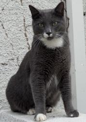 Lost Male Cat last seen Lombard street near the walking path and St John’s hosp, Oxnard, CA 93030