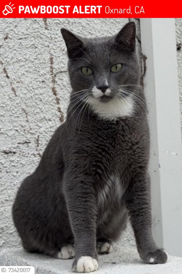 Lost Male Cat last seen Lombard street near the walking path and St John’s hosp, Oxnard, CA 93030
