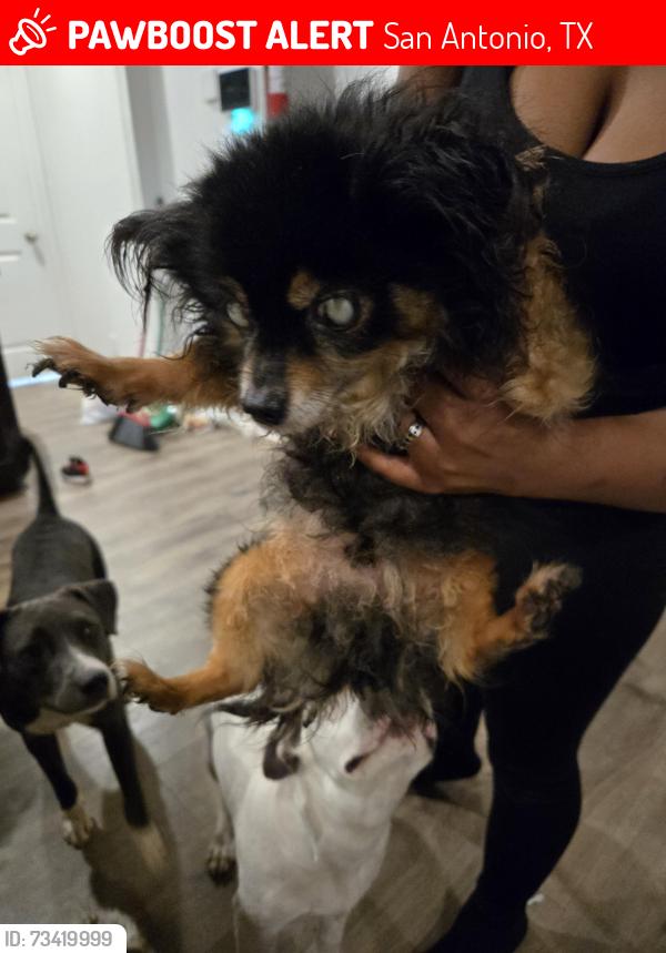 Lost Male Dog last seen Stressed Out ay, San Antonio, TX 78245