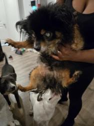 Lost Male Dog last seen Stressed Out ay, San Antonio, TX 78245