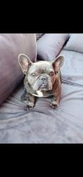 Lost Female Dog last seen Duncan ave and beechwood, by will Roger elementary school, Lynwood, CA 90280