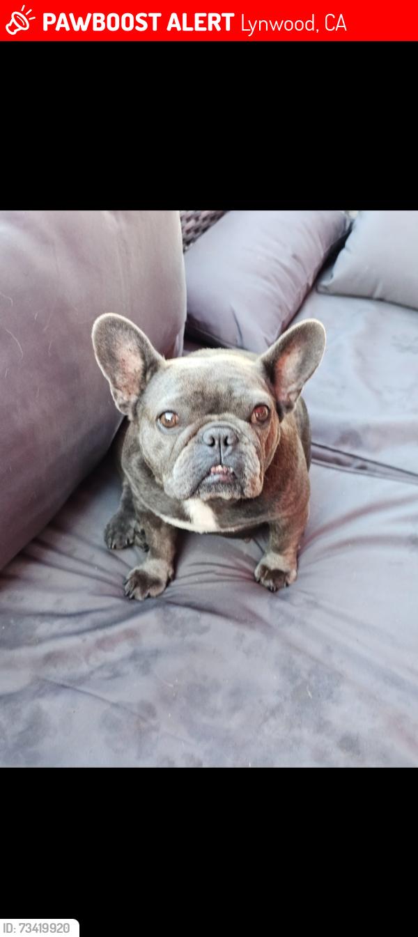 Lost Female Dog last seen Duncan ave and beechwood, by will Roger elementary school, Lynwood, CA 90280