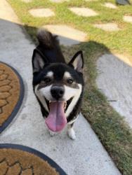 Reunited Male Dog last seen Avenida Soledad & Via Felicita, Oceanside, CA 92057