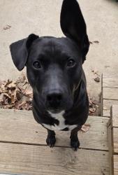 Reunited Male Dog last seen Spotswood furnace and Mill road, Riverbend High school, Fredericksburg, VA 22407