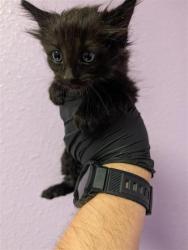 Shelter Stray Male Cat last seen Near rushing rd, CITY of El Paso, TX, 5001 Fred Wilson Ave, El Paso, TX 79906, USA