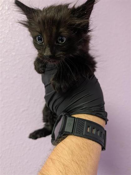 Shelter Stray Male Cat last seen Near rushing rd, CITY of El Paso, TX, 5001 Fred Wilson Ave, El Paso, TX 79906, USA