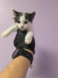 Shelter Stray Female Cat last seen Near rushing rd, CITY of El Paso, TX, 5001 Fred Wilson Ave, El Paso, TX 79906, USA