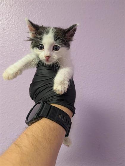 Shelter Stray Female Cat last seen Near rushing rd, CITY of El Paso, TX, 5001 Fred Wilson Ave, El Paso, TX 79906, USA