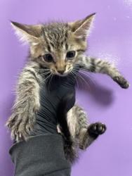 Shelter Stray Male Cat last seen Near MCCONNELL AVE, CITY of El Paso, TX, 5001 Fred Wilson Ave, El Paso, TX 79906, USA