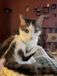 Reunited Female Cat last seen Grant and Hudson, Green Bay, WI 54303