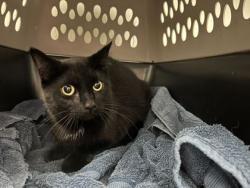 Shelter Stray Female Cat last seen E 48th St and Euclid Ave, 64130, MO, 7077 Elmwood Ave, Kansas City, MO 64132, USA