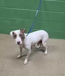 Shelter Stray Female Dog last seen Near East Market Street, 29624, Anderson City, SC, 1320 US-29, Anderson, SC 29626, USA
