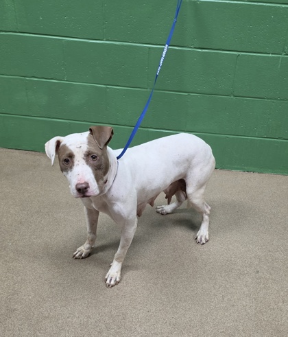 Shelter Stray Female Dog last seen Near East Market Street, 29624, Anderson City, SC, 1320 US-29, Anderson, SC 29626, USA